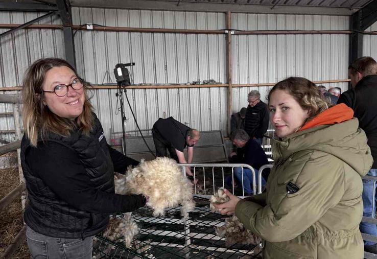 Aurélie Bourrassin et sa stagiaire, Audrey, ont récupéré la laine des Roussins de la Hague pour l'envoyer au lavage pour la transformer et la valoriser.