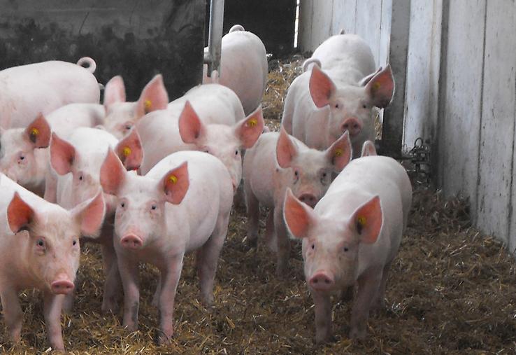 Les assemblées générales de l'Arip et de l'UNGP ont permis d'aborder de nombreux sujets concernant la filière porcine normande comme la gestion sanitaire des élevages, le bien-être animal ou les habitudes de consommation des Français.