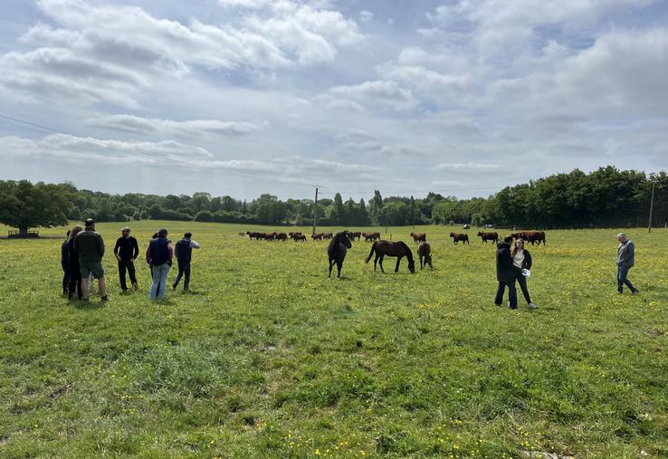 Les éleveurs ont pu observer de près les Salers suitées dans les prairies avec les juments trotteuses et pur-sang.