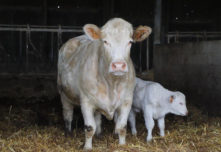 Ces portes ouvertes permettent de parler génétique, vente de reproducteurs et conduite technique du cheptel, tout ça "en ayant la possibilité d'effectuer plusieurs visites avec différents systèmes et types d'animaux", remarque Vincent Leroy, adhérent du syndicat et participant.