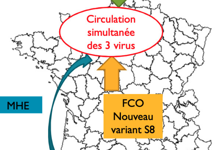 La période vectorielle pour la FCO et la MHE arrivant, l'Orne se retrouve face à trois menaces venant du nord et du sud.