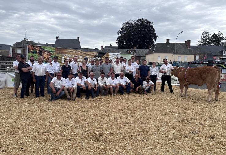 Une cinquantaine d'animaux de race Limousine issus de 17 élevages normands ont participé au concours régional à Torigny-les-Villes.