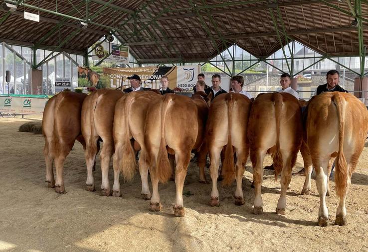 Pas moins d'une cinquantaine d'animaux sont attendus au concours interdépartemental Limousin à Torigny-les-Villes le 21 juin.