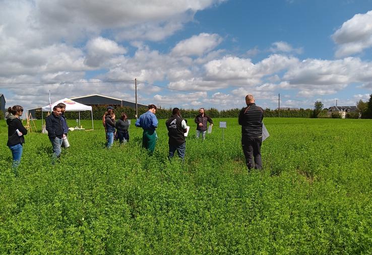Douze bandes tests en luzerne pour agriculteurs et techniciens, les tendances 2025 : 4,8 à 6,4 t MS/ha mesurées sur les deux premières coupes en 2025, soit 813 à 1 231 kg MAT/ha selon les bandes.