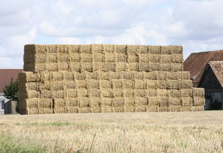 Le préfet et la Chambre d'agriculture du Calvados invitent les céréaliers à privilégier la valorisation de la paille - en favorisant sa récolte et son réemploi local - plutôt que son broyage.