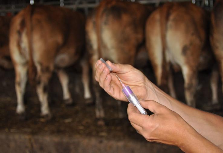 La FCO-3 circule activement au sein des élevages du Calvados. Le GDS appelle à la vaccination encore aujourd'hui. Le Bulvato-3 - vaccin contre la FCO-3 - est disponible. Il est possible d'en commander auprès de son vétérinaire.
