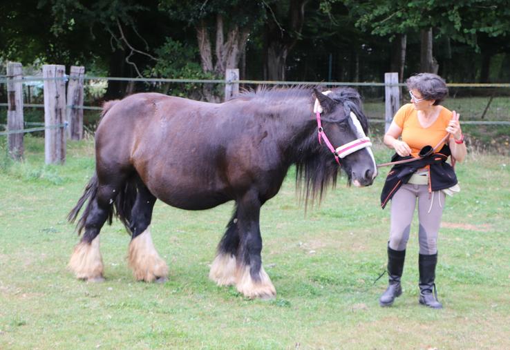 À l'Académie d'enseignement comportemental de Firfol, "l'humain adapte son comportement afin que le cheval soit respecté et compris", revendique Laure Bousquet, fondatrice du lieu.