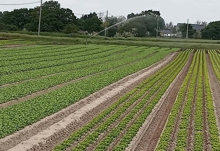 Les horaires d'irrigation des cultures sont revus à la baisse. Il est interdit d'arroser entre 11 heures et 18 heures.