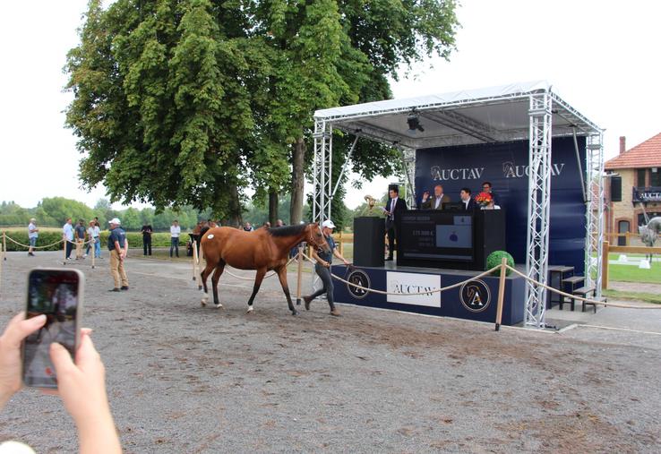 Le 13 août, au Haras du Bois Roussel, une vente privée de chevaux a eu lieu, orchestrée par Auctav.