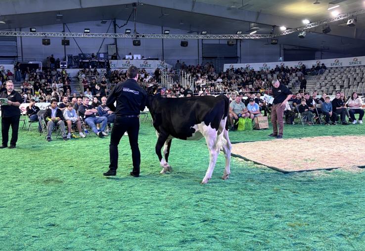 Une génisse Prim'Holstein en provenance de la Manche se dirige vers l'Ain après avoir décroché une enchère à 6 400 €.