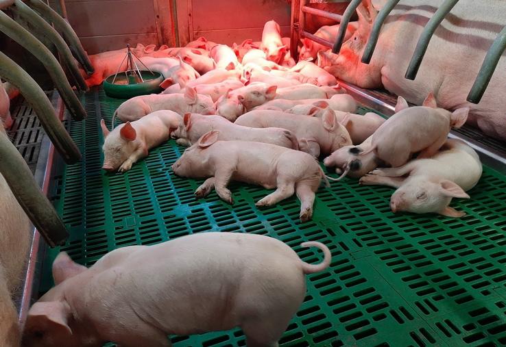 La filière porcine se sent en danger face à la menace des taxes avancées par la Chine.