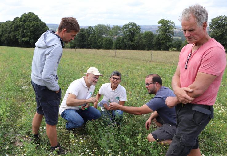 Aux Isles-Bardel, Félix Peschet recourt aux semis de prairies d'automne avec un mélange de couverts végétaux à base de légumineuses et de trèfles. Une solution pour les terres séchantes ?