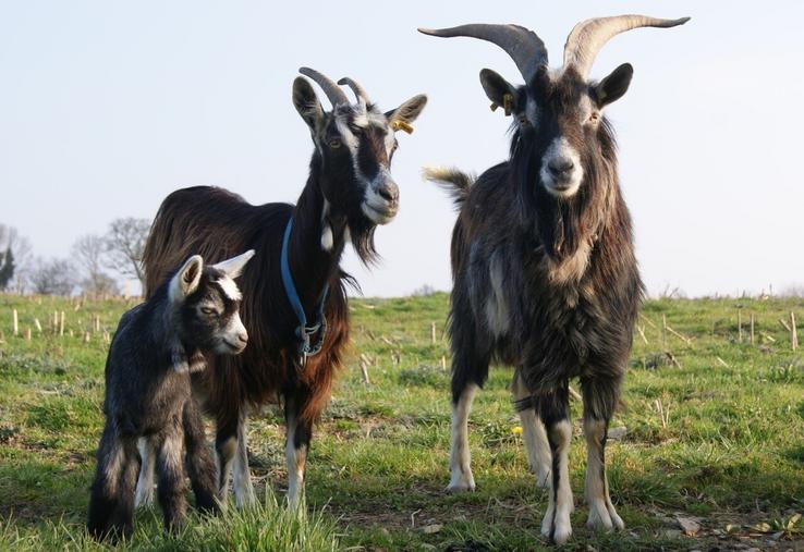 Un concours chèvres des Fossés est organisé au Salon Tous paysans. Une soixantaine d'animaux seront présentés.