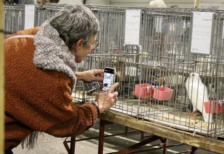 Cette année, 450 animaux de neuf départements seront présentés.