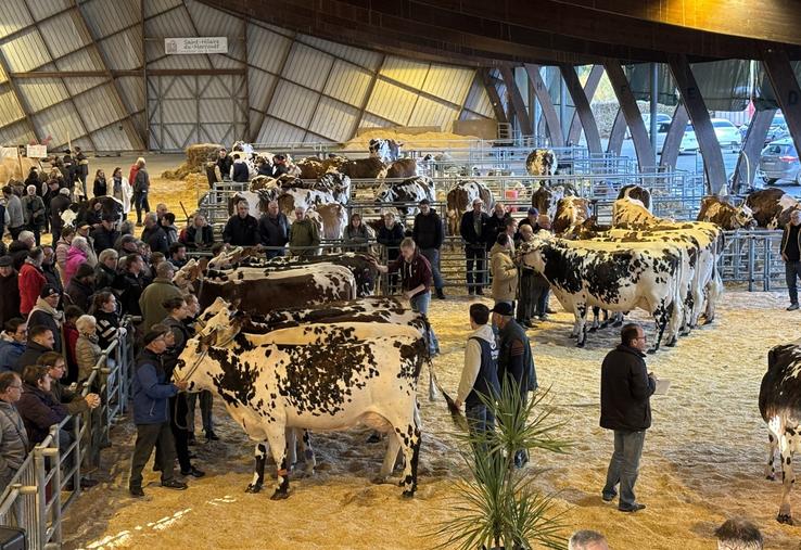 Les bovins seront les grands absents de cette nouvelle édition de la foire Saint Martin sous le marché couvert le 11 novembre.