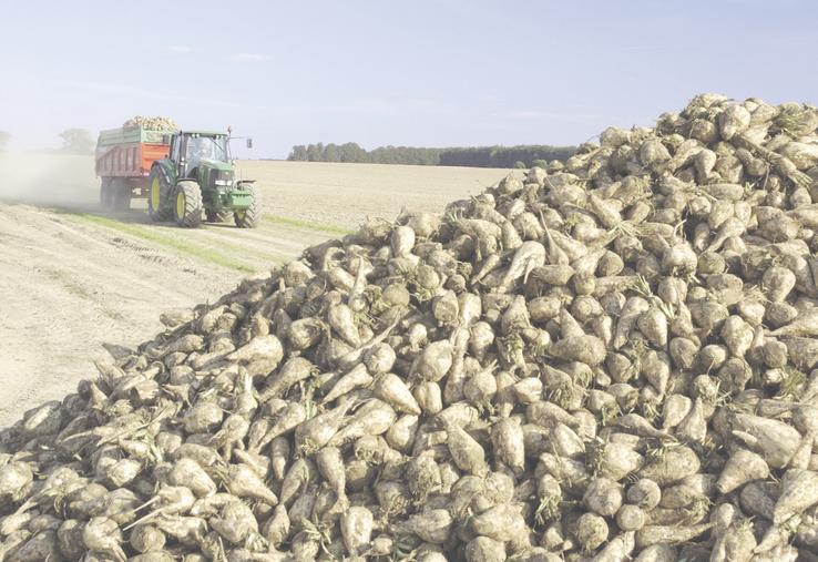 Suite à la fermeture précipitée de l'usine Saint-Louis Sucre en 2020, filiale du groupe industriel allemand Südzucker, basée à Cagny, 62 planteurs avaient déposé un recours en justice. Le verdict est enfin tombé après plusieurs années d'attente et il n'est pas en faveur des agriculteurs.