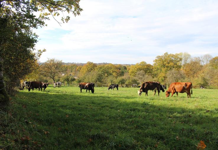 Un point sanitaire a été réalisé lors de la session Chambre d'agriculture de l'Orne.