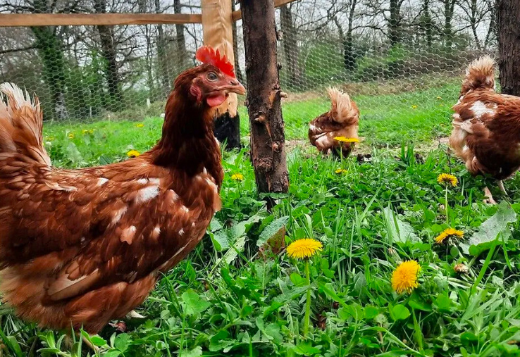 Les rassemblements de volailles sont interdits.