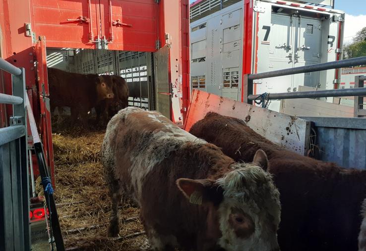 La gendarmerie effectue des contrôles sur les mouvements d'animaux.