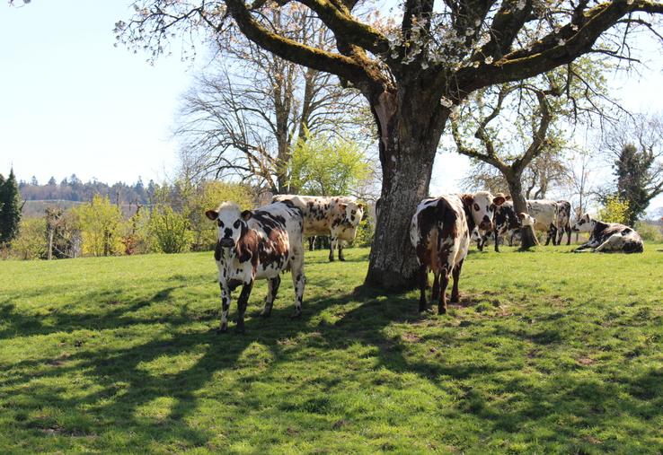 Depuis 2015, des éleveurs bio réunis au sein du réseau Invitation à la ferme innovent pour mieux valoriser leur lait partout en France. 