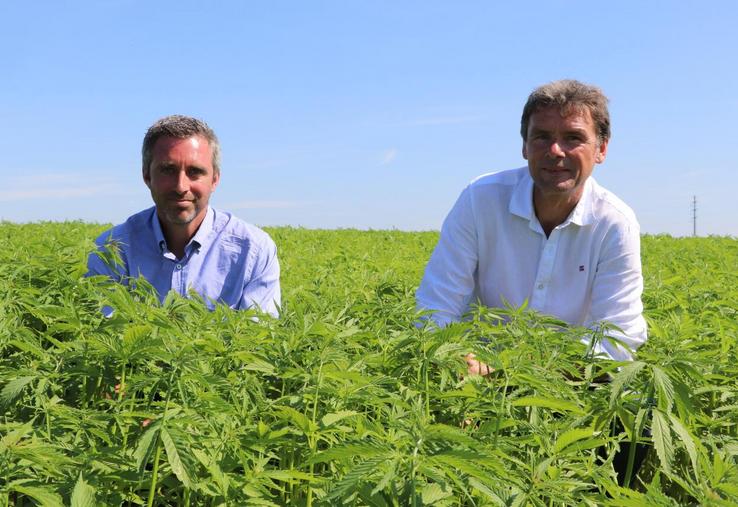 Franck Durocher dans une parcelle d'essai en chanvre lors de ses premières années de conversion à l'agriculture biologique.