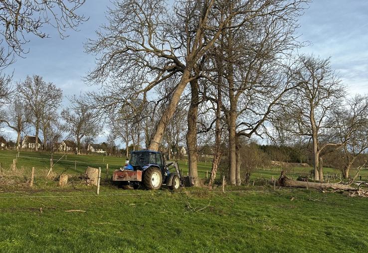 De nombreux arbres ont été impactés par la tempête Goretti dans le Calvados.