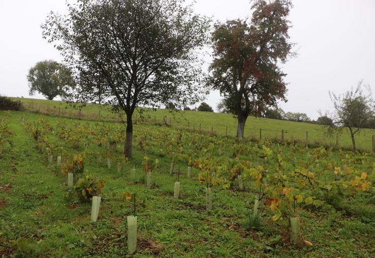 "Le public recherche désormais des expériences authentiques, immersives et souhaite comprendre les métiers agricoles", décrit Axelle Verniol, conseillère en stratégie commerciale et animatrice Bienvenue à la Ferme.