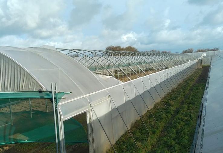 À Réville, les bâches comme les pignons des serres ont été endommagées.