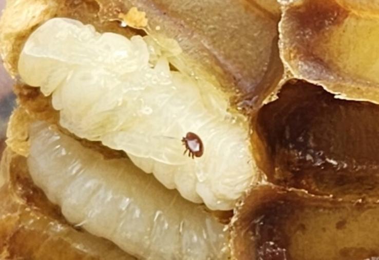 Une journée spéciale apiculture, organisée par le GDS Normandie, se tiendra le samedi 14 mars à Saint-Pierre-en-Auge. Une journée inédite sur le varroa (ici en image sur une nymphe d'abeille) à ne pas manquer.