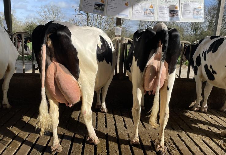 C'est l'occasion de voir les meilleures laitières du cheptel.