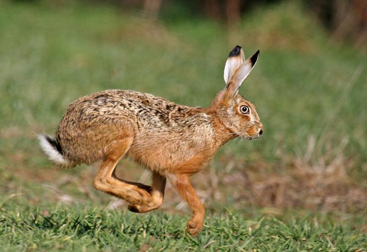 Face à une population de lièvres qui diminue, les chasseurs seront-ils prêts à réduire le nombre de jours de chasse ? Réponse le 18 avril lors de l'assemblée générale.