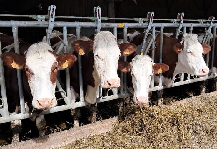 La Montbéliarde reste la deuxième race laitière en France.