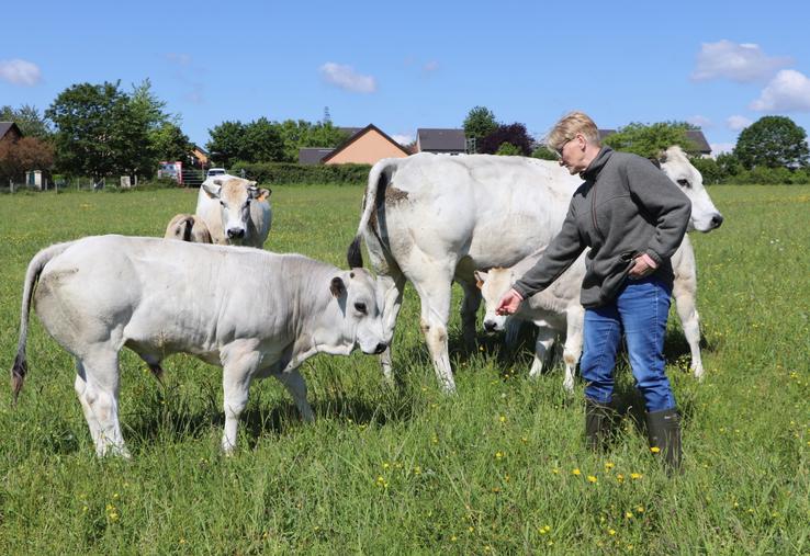 Maryline Bannier, installée près de Falaise, élève des vaches Piémontaises. 