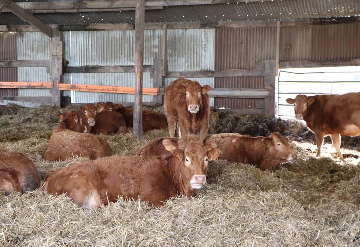 "C'est une bonne année en lait et en viande."