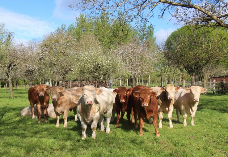 "Notre organisation de producteurs continue son engagement aux côtés des éleveurs afin de défendre leurs revenus, accompagner leurs projets et maintenir une dynamique collective au service de la filière", introduit Franck Lainé, président d'Elvea Normandie.