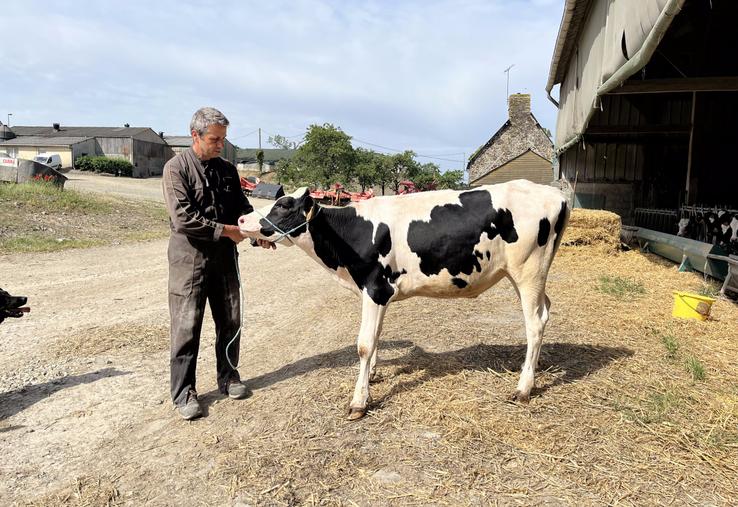 Olivier Sallot a sélectionné trois génisses Prim'Holstein pour participer au concours du festival de l'élevage de Vire le 13 juin prochain. 