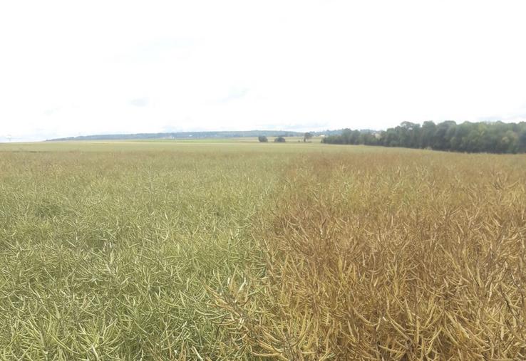 À l'approche des moissons, attention à ne pas confondre dessèchement rapide des plantes sous l'effet des fortes chaleurs et maturité effective des siliques et des graines.