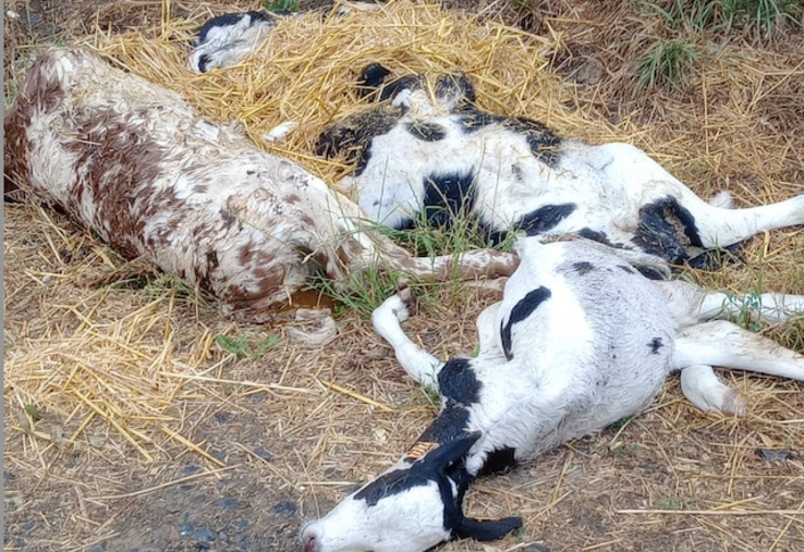 Dans cette ferme de la Manche, des veaux déclarés morts le 29 juin n'étaient toujours pas collectés le 3 juillet. Le délai normal est de deux jours francs.