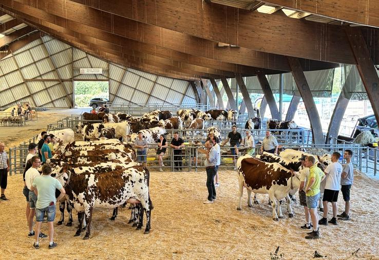 Les comices agricoles comme les concours d'arrondissement retrouvent de la couleur.