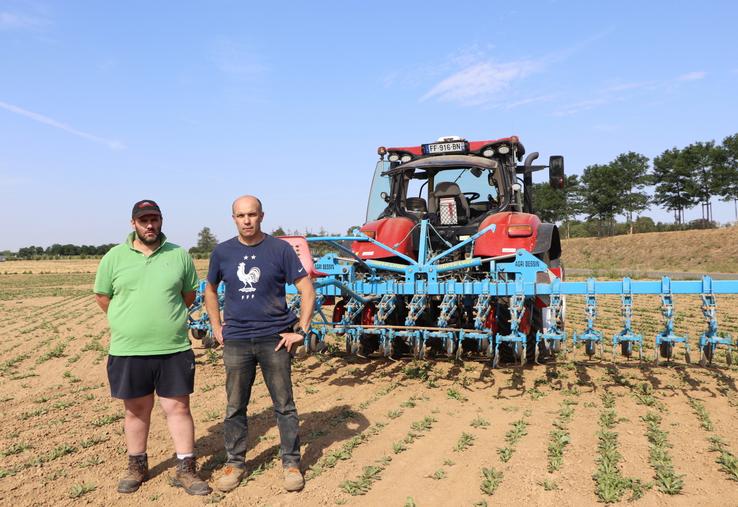 Jean-Louis et Sylvain Decaen exploitent 85 ha d'endives. Leur grand-père s'est lancé en 1947. À la recherche de terres pour faire pousser leurs racines, les deux frères se sont associés à d'autres producteurs pour intégrer l'endive aux rotations. La culture présente des bénéfices en combinaison avec l'orge de printemps.
