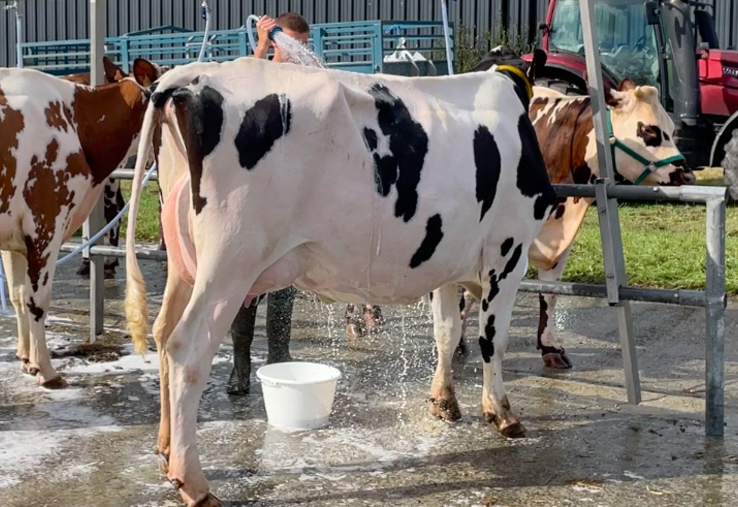 Le lavage des animaux en concours reste un point délicat. Les organisateurs s'adaptent.