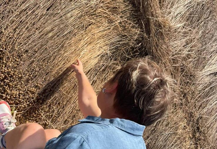 Les producteurs de lin peuvent envisager d'enrouler le lin dès qu'il a une couleur homogène dans les champs. La paille doit avoir une couleur gris cendrée, presque bleue.