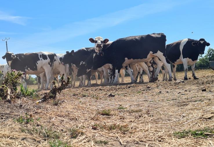 Dans les prairies desséchées et surpaturées, les animaux ont plus de risque d'ingérer des larves de parasites digestives. 