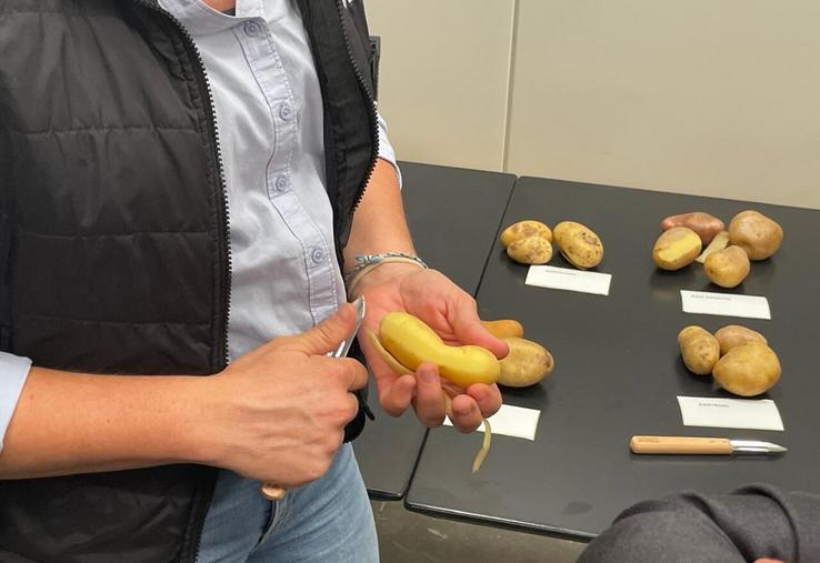 Une pomme de terre non commercialisable à cause de la gale argentée. Une fois épluchée, la pomme de terre est pourtant totalement comestible.