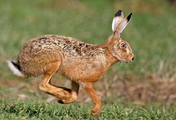 Face à une population de lièvres qui diminue, les chasseurs ont réduit le nombre de jours de chasse  cette année.