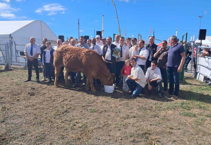Dix éleveurs de Limousines ont concouru à Lessay le 12 septembre. Et c'est Vedette de chez Romain Lalouelle qui s'impose. Un nom qui lui va bien.