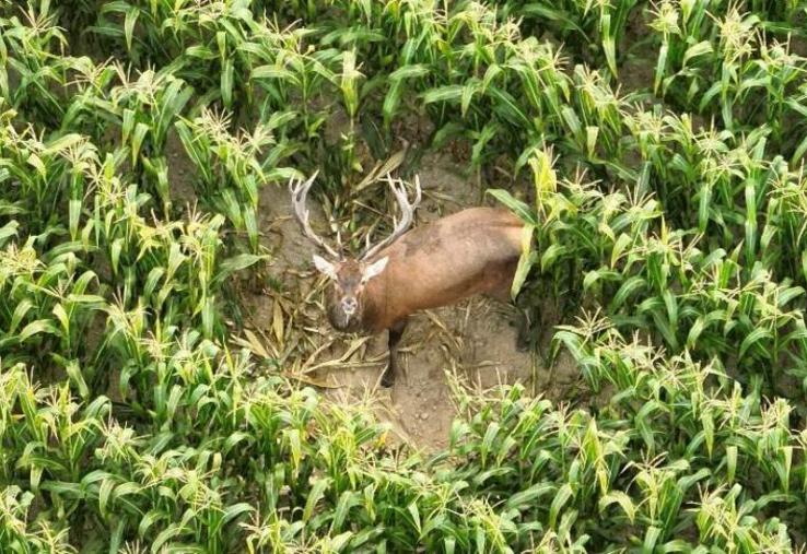 Un chevreuil, trouvé mort sur la commune de Combray, s'est révélé positif à la tuberculose bovine.
