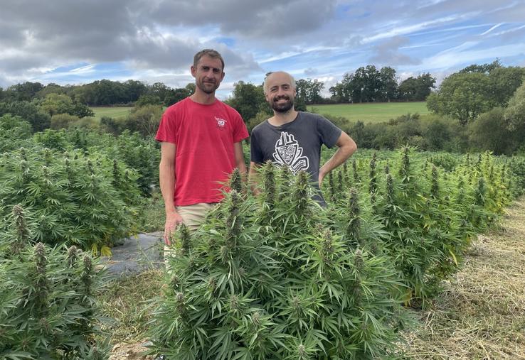 Clotaire et Marius s'activent : l'heure des premiers ramassages de la saison est lancée. Le chanvre CBD est semé en avril, à raison de 5 000 pieds/ha, pour une récolte de mi-septembre à fin octobre, selon les variétés.