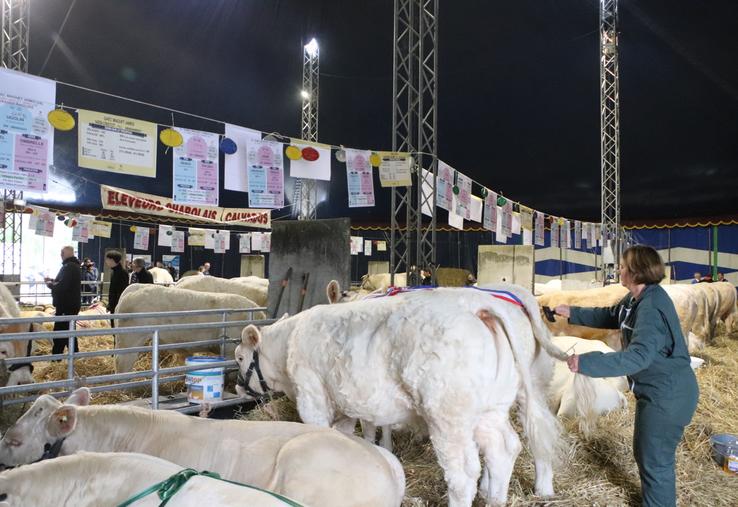 Le concours départemental Charolais a fait son grand retour à la foire de Caen depuis 2024.