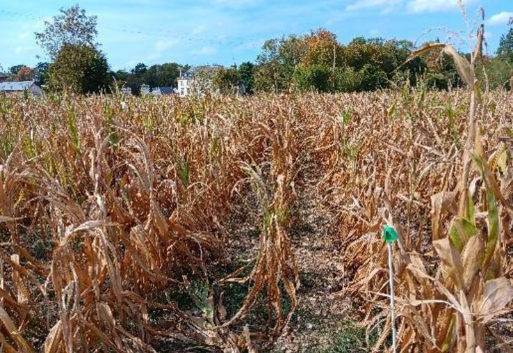 Au sud de la plaine de Caen, "les pertes varient entre 30 et 50 %", selon les techniciens des Chambres d'agriculture. La profondeur de sol et la date de semis ont joué, mais la tendance est tout de même à la perte de rendements sur plusieurs secteurs du département.